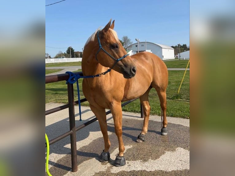 American Quarter Horse Wallach 11 Jahre 166 cm Brauner in Bear River City