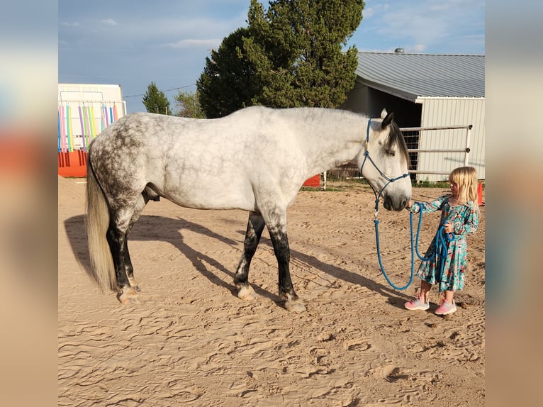 American Quarter Horse Wallach 11 Jahre 168 cm Apfelschimmel in Roswell, NM