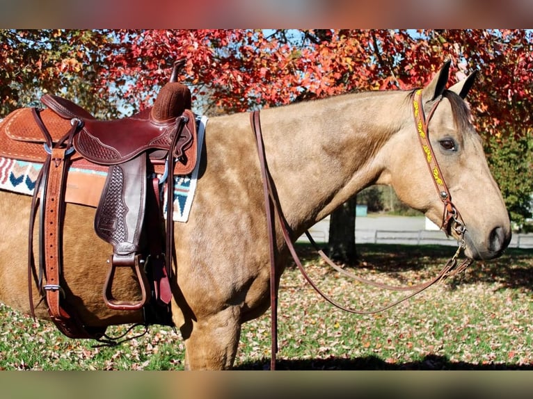 American Quarter Horse Mix Wallach 11 Jahre 168 cm Buckskin in Allentown, NJ
