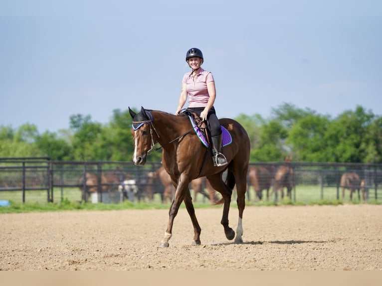 American Quarter Horse Wallach 11 Jahre 168 cm Dunkelfuchs in Kaufman