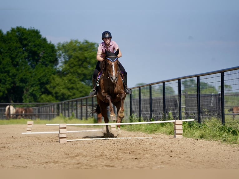 American Quarter Horse Wallach 11 Jahre 168 cm Dunkelfuchs in Kaufman