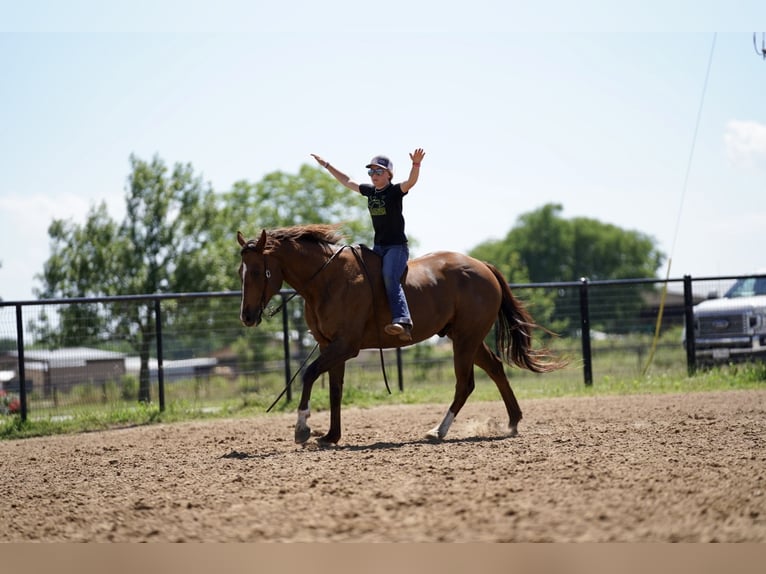 American Quarter Horse Wallach 11 Jahre 168 cm Dunkelfuchs in Kaufman