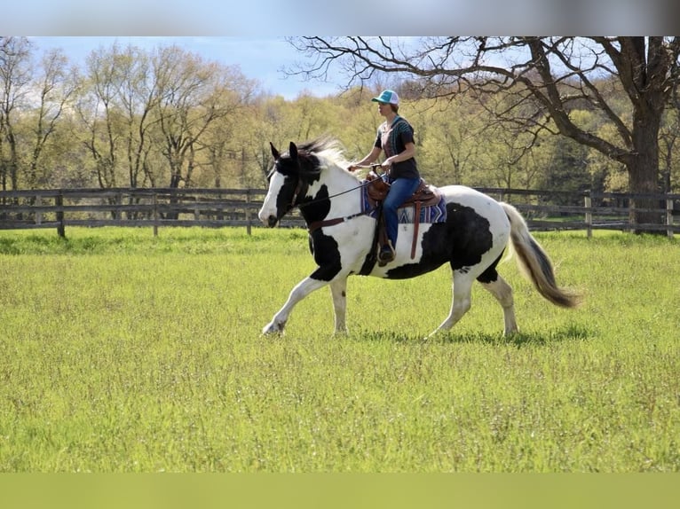 American Quarter Horse Wallach 11 Jahre 173 cm Tobiano-alle-Farben in Highland MI