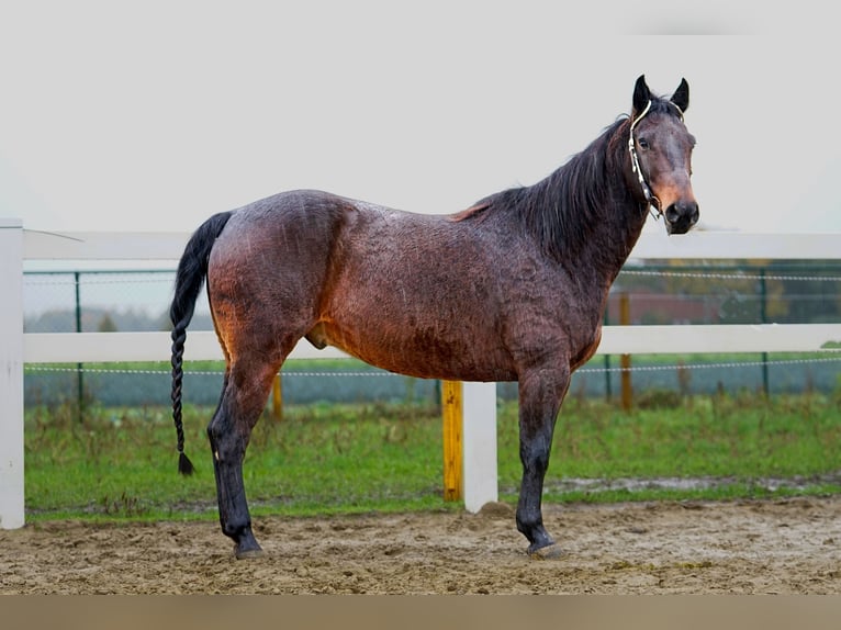 American Quarter Horse Wallach 11 Jahre Brauner in Kessenich