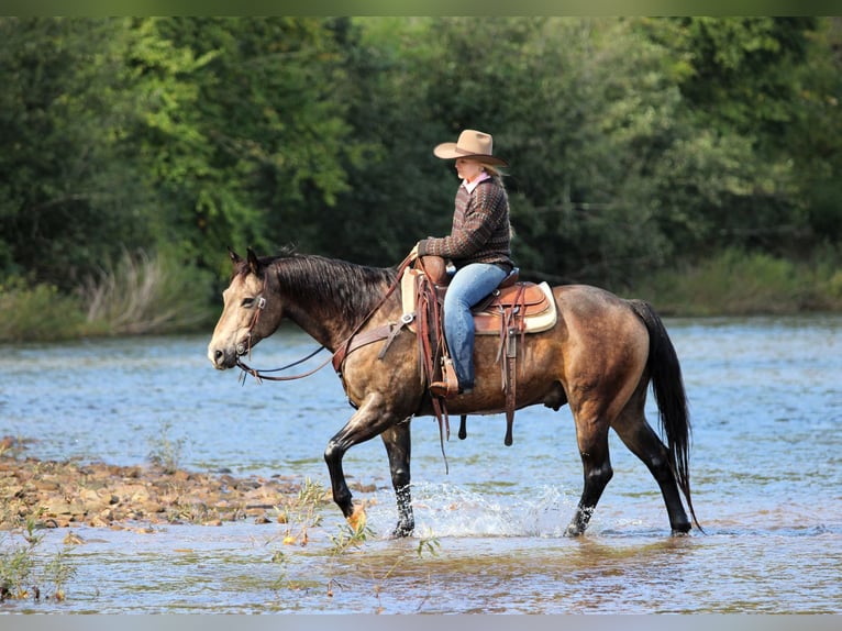 American Quarter Horse Wallach 11 Jahre Buckskin in Clarion
