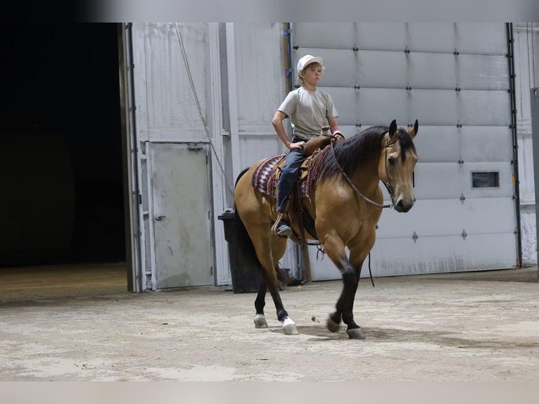 American Quarter Horse Wallach 11 Jahre Buckskin in Ripley