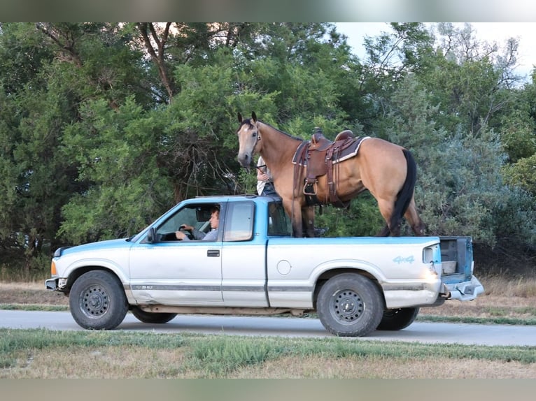 American Quarter Horse Wallach 11 Jahre Buckskin in Ripley