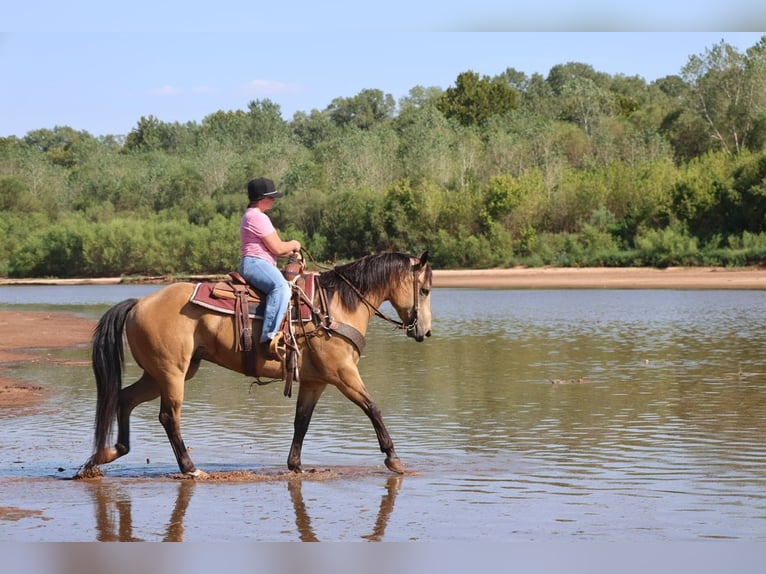 American Quarter Horse Wallach 11 Jahre Buckskin in Ripley