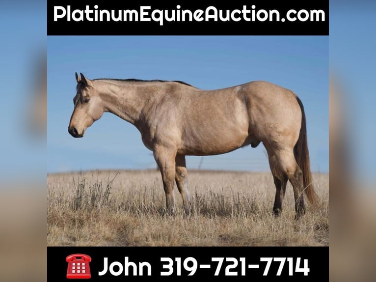 American Quarter Horse Wallach 11 Jahre Buckskin in Lisbon IA