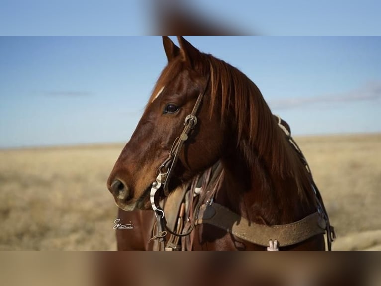 American Quarter Horse Wallach 11 Jahre Dunkelfuchs in Amarillo, TX