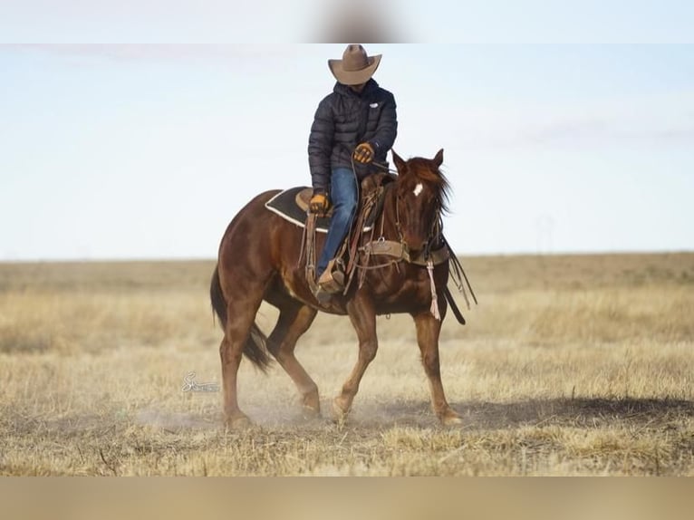 American Quarter Horse Wallach 11 Jahre Dunkelfuchs in Amarillo, TX