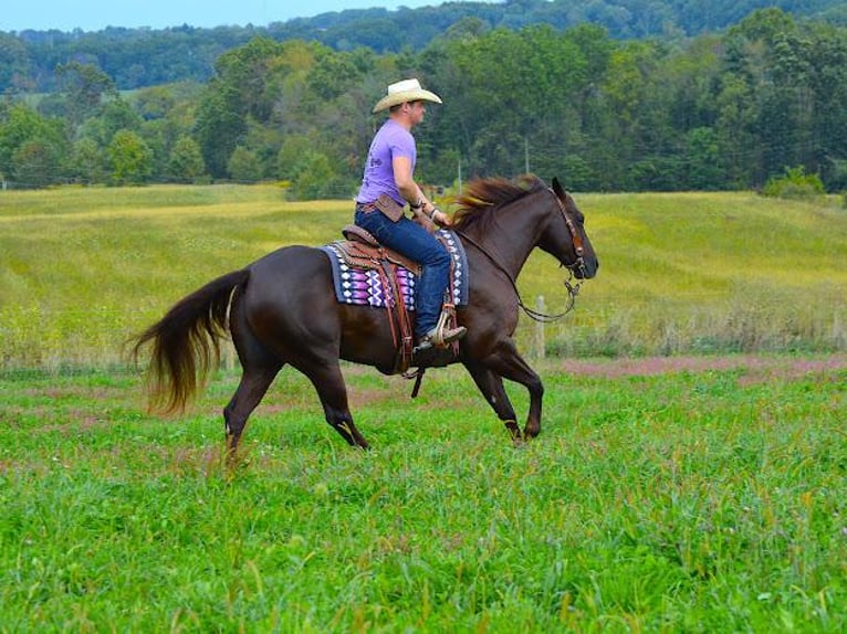 American Quarter Horse Wallach 11 Jahre Dunkelfuchs in Fredericksburg, OH