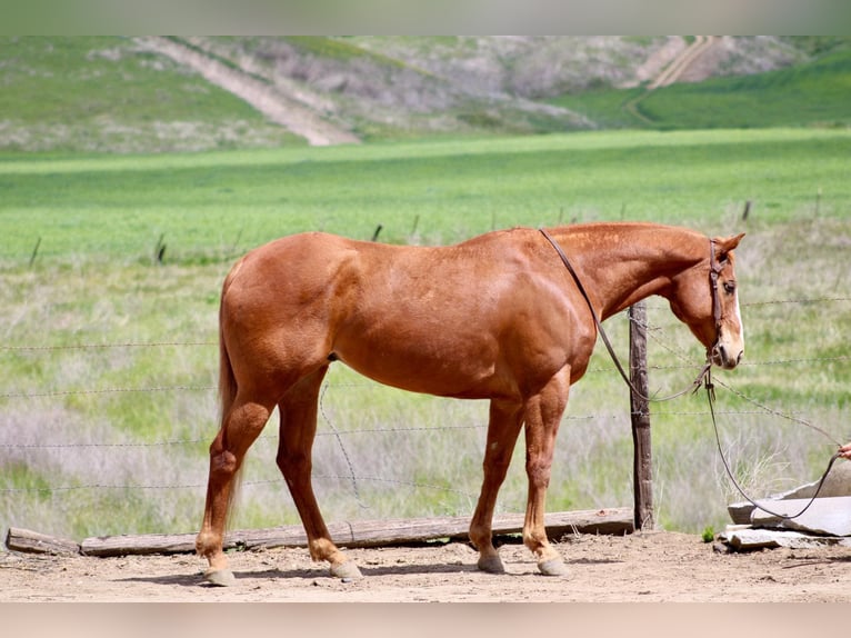 American Quarter Horse Wallach 11 Jahre Dunkelfuchs in Bitterwater CA