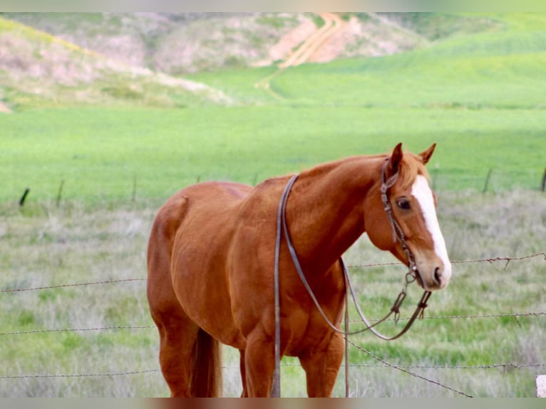 American Quarter Horse Wallach 11 Jahre Dunkelfuchs in Bitterwater CA