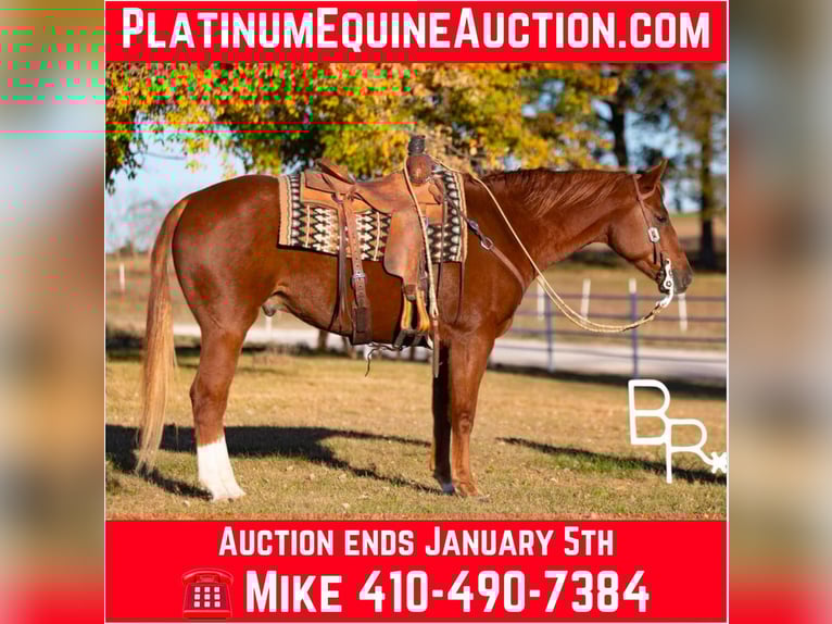 American Quarter Horse Wallach 11 Jahre Dunkelfuchs in Mountain Grove Mo