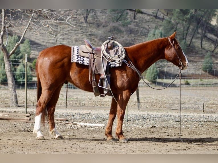 American Quarter Horse Wallach 11 Jahre Dunkelfuchs in Paicines, CA