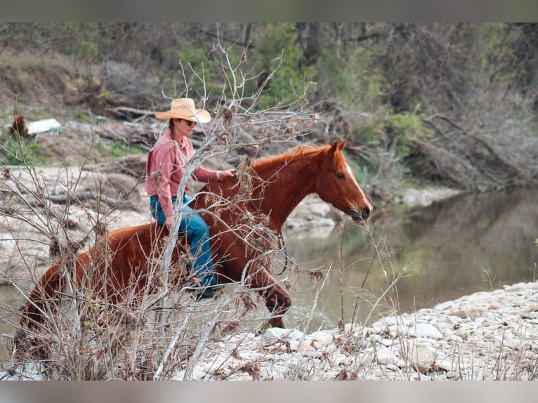 American Quarter Horse Wallach 11 Jahre Dunkelfuchs in Stephenville TX