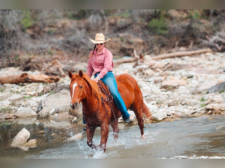 American Quarter Horse Wallach 11 Jahre Dunkelfuchs in Stephenville TX