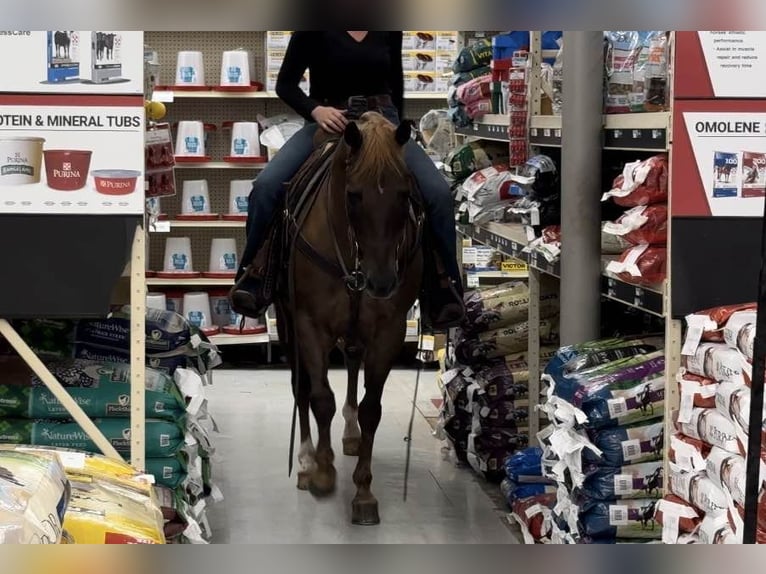 American Quarter Horse Wallach 11 Jahre Dunkelfuchs in Weatherford TX