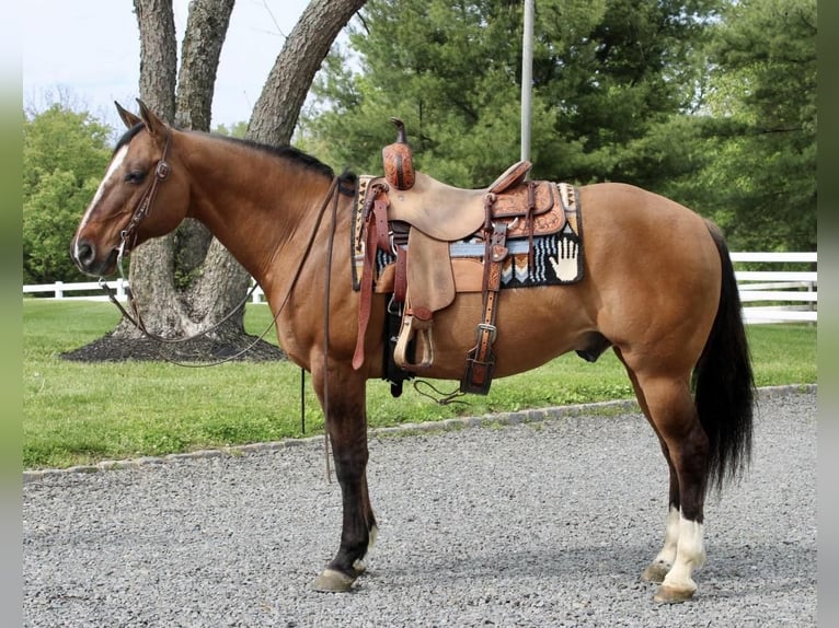 American Quarter Horse Wallach 11 Jahre Falbe in Allentown, NJ