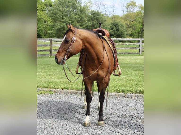 American Quarter Horse Wallach 11 Jahre Falbe in Allentown, NJ