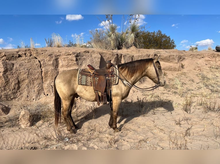 American Quarter Horse Wallach 11 Jahre Falbe in El PaSo TX