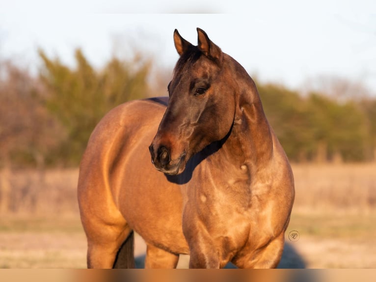 American Quarter Horse Wallach 11 Jahre Falbe in Ravenna TX
