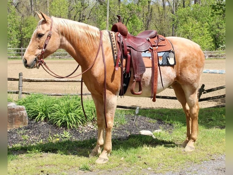 American Quarter Horse Wallach 11 Jahre Palomino in Allentown, NJ