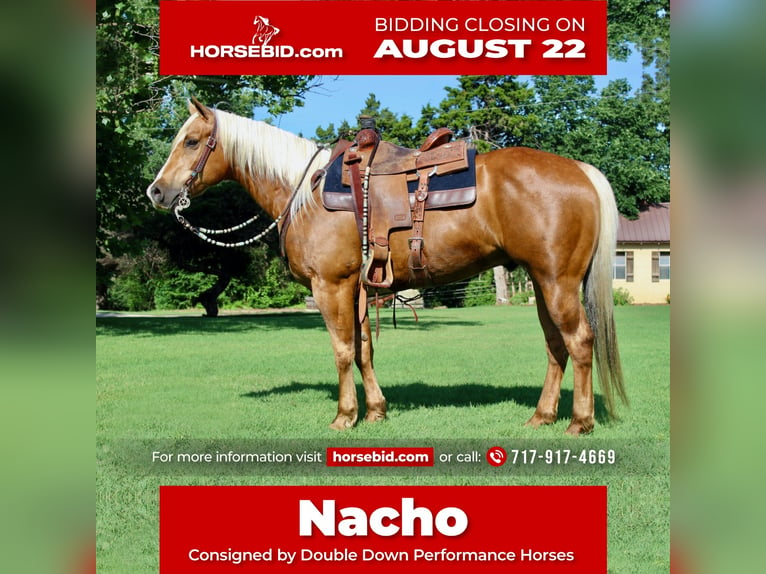 American Quarter Horse Mix Wallach 11 Jahre Palomino in Cushing, OK
