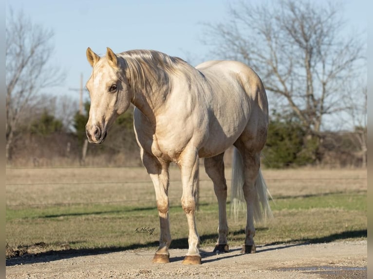 American Quarter Horse Wallach 11 Jahre Palomino in Ravenna, TX