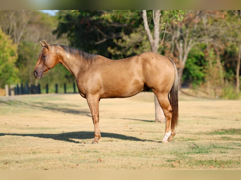 American Quarter Horse Wallach 11 Jahre Palomino in Forney