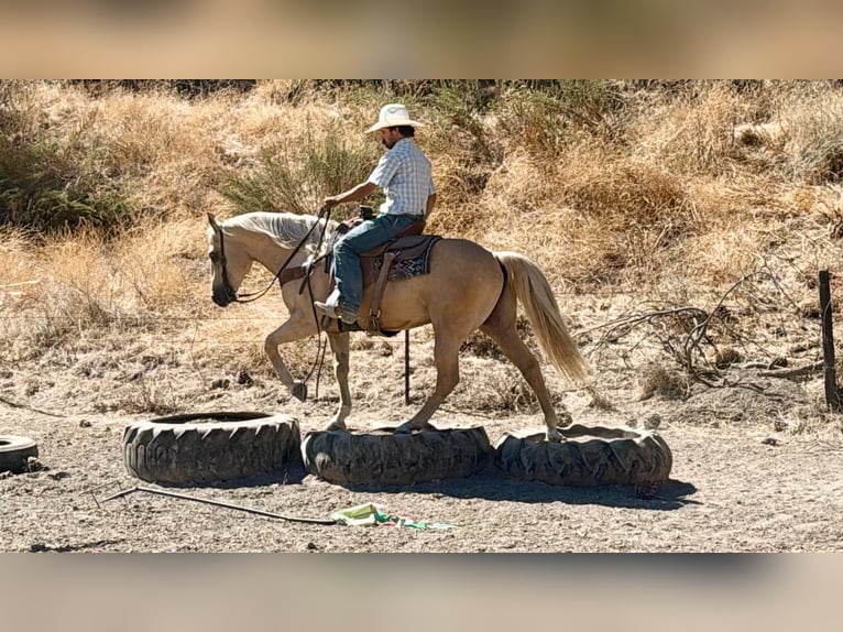 American Quarter Horse Wallach 11 Jahre Palomino in Tres Pinos