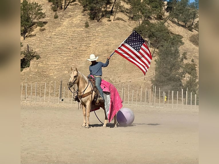 American Quarter Horse Wallach 11 Jahre Palomino in Tres Pinos