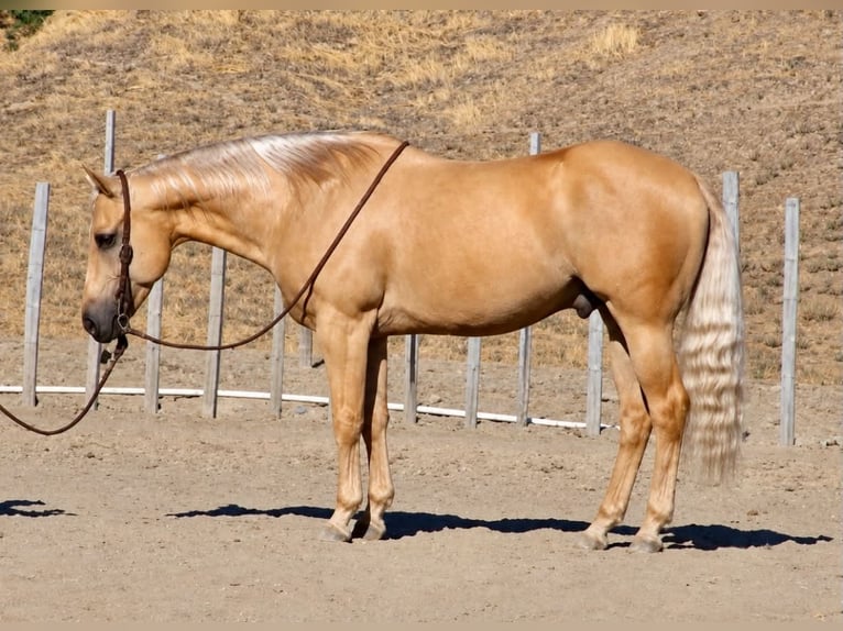 American Quarter Horse Wallach 11 Jahre Palomino in Tres Pinos