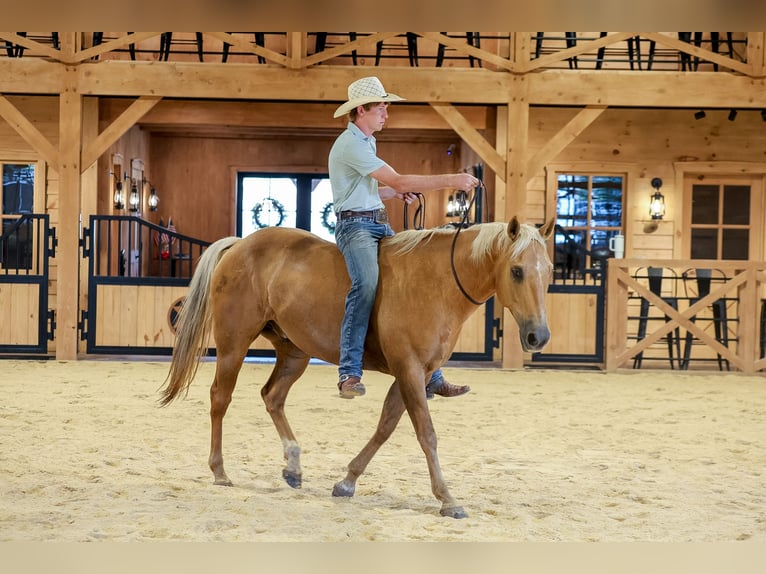 American Quarter Horse Wallach 11 Jahre Palomino in Needmore
