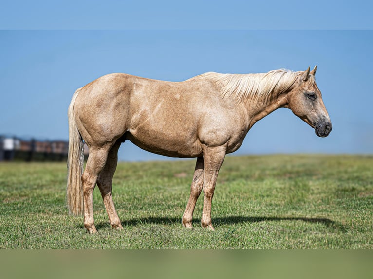 American Quarter Horse Wallach 11 Jahre Palomino in Wills Point