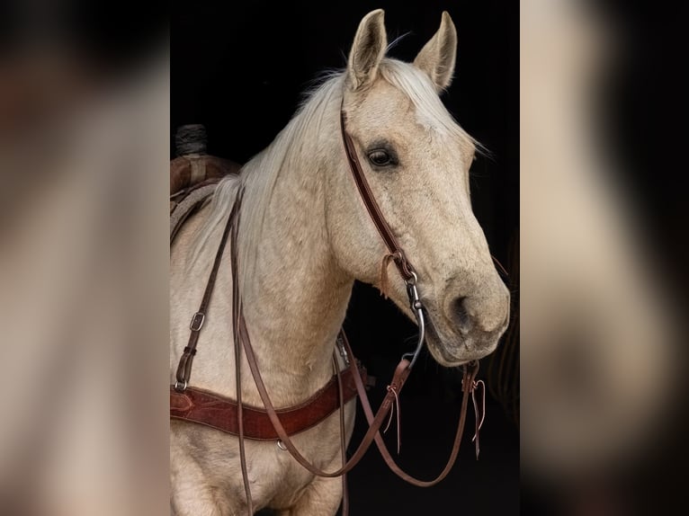 American Quarter Horse Wallach 11 Jahre Palomino in North Judson IN