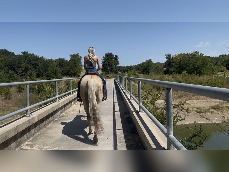American Quarter Horse Wallach 11 Jahre Palomino in Ponder