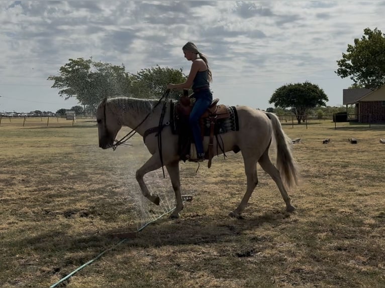 American Quarter Horse Wallach 11 Jahre Palomino in Ponder