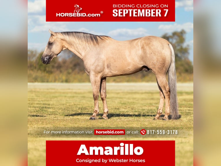 American Quarter Horse Wallach 11 Jahre Palomino in Ponder