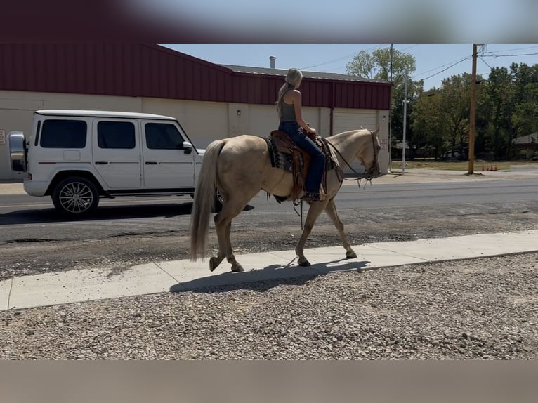 American Quarter Horse Wallach 11 Jahre Palomino in Ponder