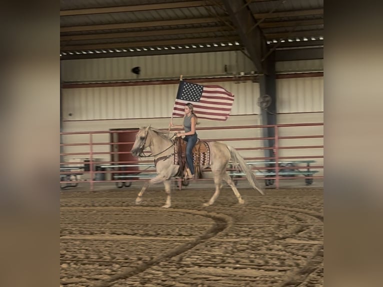 American Quarter Horse Wallach 11 Jahre Palomino in Ponder