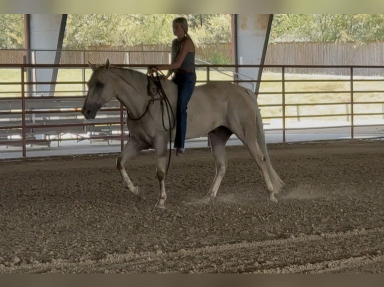 American Quarter Horse Wallach 11 Jahre Palomino in Ponder