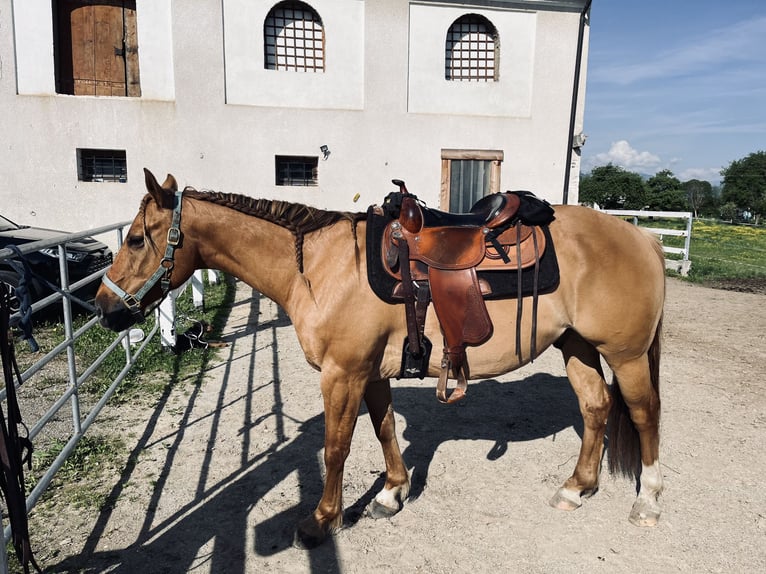 American Quarter Horse Wallach 11 Jahre Red Dun in Eppenstein