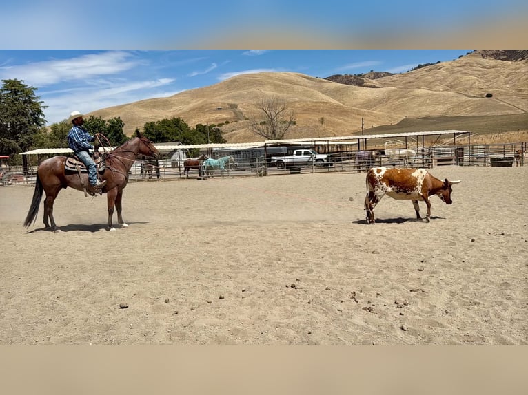 American Quarter Horse Wallach 11 Jahre Roan-Bay in Tres Pinos