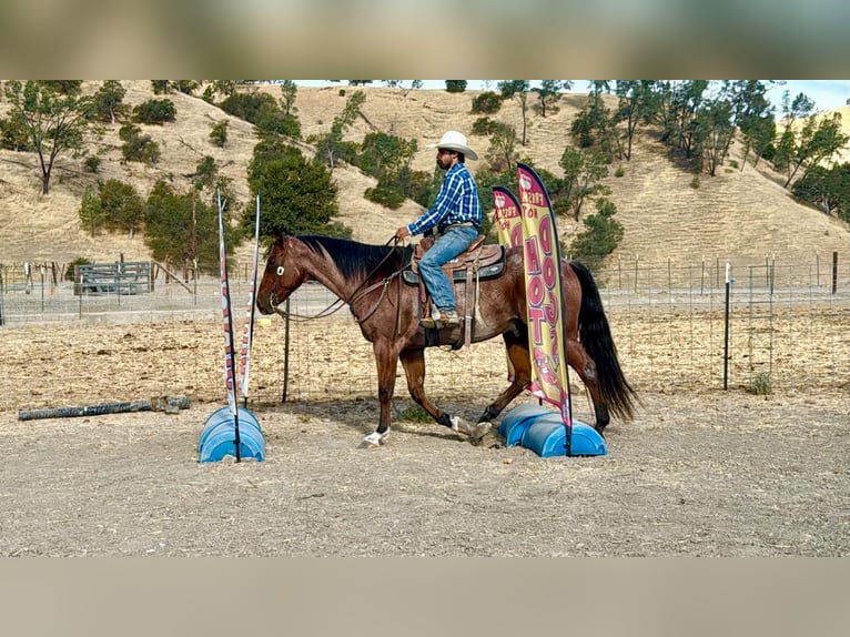 American Quarter Horse Wallach 11 Jahre Roan-Bay in Tres Pinos