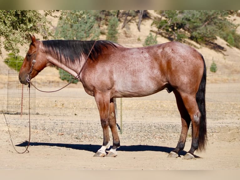 American Quarter Horse Wallach 11 Jahre Roan-Bay in Tres Pinos
