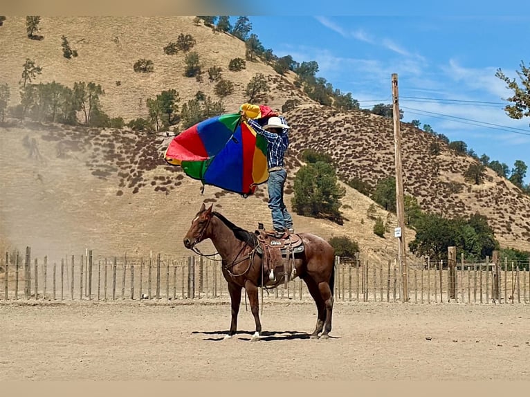 American Quarter Horse Wallach 11 Jahre Roan-Bay in Tres Pinos