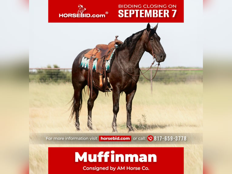 American Quarter Horse Wallach 11 Jahre Roan-Blue in Mineral Wells
