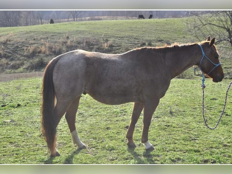 American Quarter Horse Wallach 11 Jahre Roan-Red in FORDSVILLE, KY
